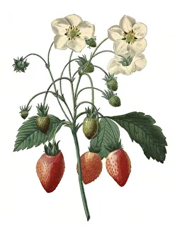 Strawberry, strawberries (Fragaria)