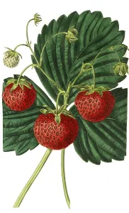 Strawberry, strawberry variety