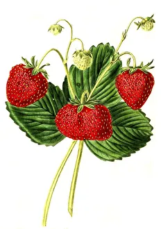 Strawberry, strawberry variety
