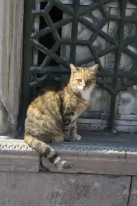 Stray cat seen in the street of the city