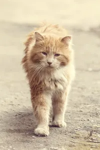 Stray street red cat. Homeless cat