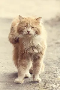 Stray street red cat. Homeless cat