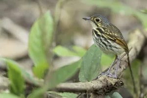 Streak-chested Antpitta (Hylopezus perspicillatus) perched on a branch in Panama