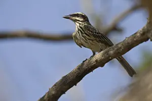 Streaked Flycatcher (Myiodynastes maculatus)