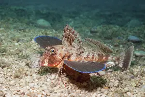 Streaked Gurnard (Trigloporus lastoviza)