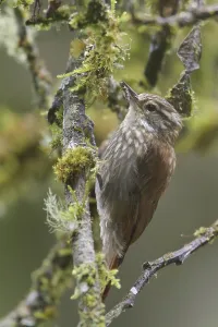 Streaked Xenops (Xenops rutilans)