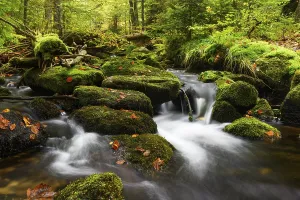 Stream in autumn, Kleine Ohe, Bavarian Forest National Park