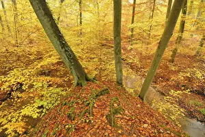 Stream in a beech forest in autumn in Nonnenfliess Nature Reserve near Eberswalde