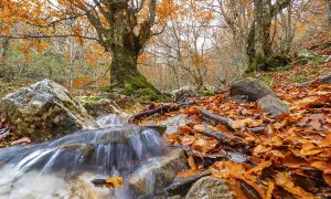 Stream Beech Forest, Hayedo de la Pedrosa Natural Protected Area