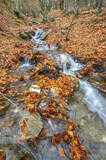 Stream Beech Forest, Hayedo de la Pedrosa Natural Protected Area