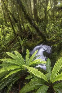 Stream with ferns in the dense rainforest