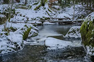 The stream flows calmly through the forest