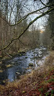 A stream flows through a forest with autumn leaves on the ground