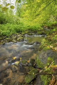 A stream in the forest with flowing water and trees on the banks