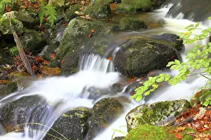 Stream in the forest, rock, long exposure