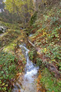 Stream Pine Forest, Scot Pine Forest