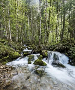 Stream running through forest, Rothbach