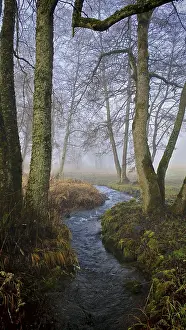 A stream snakes through foggy, bare forest