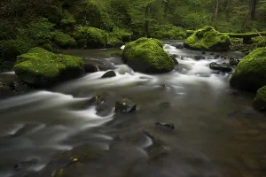 Stream, Strohner Schweiz, Daun, Vulkaneifel, Rhineland-Palatinate, Germany, Europe