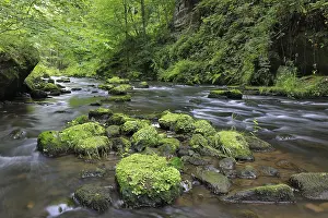 Stream, water, mixed forest, Liebethaler Grund