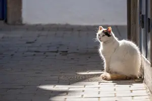 Street cat in the madina of Essaouira