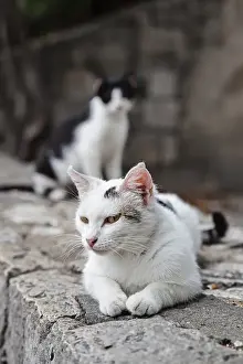 Street cat, Split, Istria, Croatia, Europe