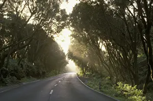 Street, laurel forest, El Hierro