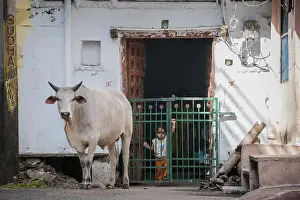 Street scene with sacred cow, Udaipur