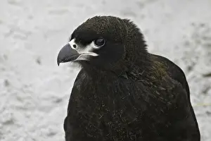 Striated Caracara (Phalcoboenus australis)