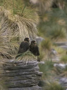 Striated Caracara (Phalcoboenus australis)