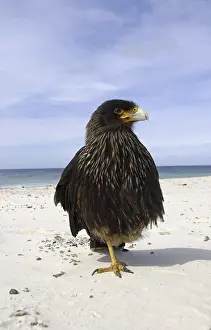 Striated Caracara (Phalcoboenus australis)