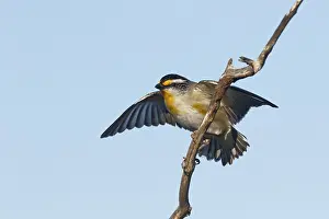 Striated Pardalote (Pardalotus striatus) perched on a branch