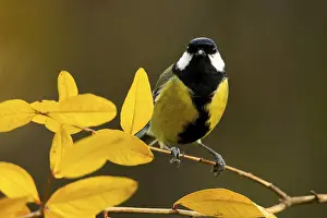 A striking Great Tit, Parus major