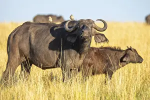 A striking image capturing two African buffaloes