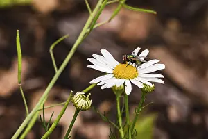 The striking white flower of a daisy with two flies isolated against green leaves and brown ground