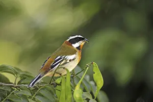 Stripe-headed Tanager (Spindalis zena)