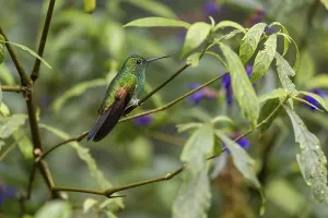 Stripe-tailed Hummingbird (Eupherusa eximia)