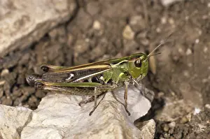 Stripe-winged Grasshopper (Stenobothrus lineatus)