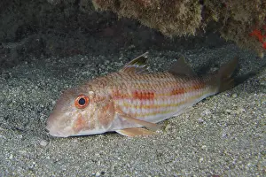 A striped barb (Mullus surmuletus) with red eyes lies on the sandy seabed