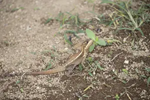 Striped basilisk, Basiliscus vittatus
