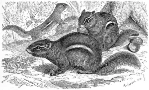 Striped chipmunk, also Eastern chipmunk (Tamias striatus) and hackee