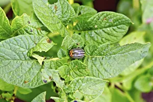 Striped colorado beetle on green potato leaves