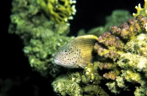 Striped coral guardian, tufted perch