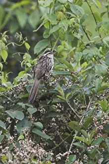 Striped Cuckoo (Tapera naevia)