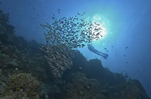 Striped Eeltail Catfish (Plotosus lineatus)