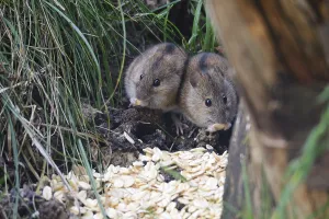 Striped field mouse (Apodemus agrarius) at the bird feeder