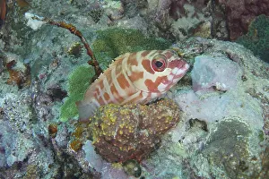 A striped fish, beret grouper (Epinephelus fasciatus)