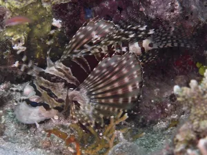 A striped fish with conspicuous fins