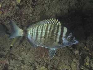 Striped fish, pointed bream (Diplodus puntazzo)
