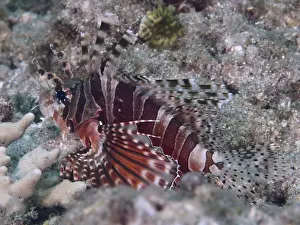 A striped fish, zebra lionfish (Dendrochirus zebra)